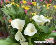 马蹄莲的美丽之处与内涵 马蹄莲