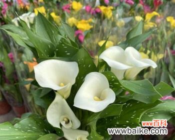 马蹄莲的美丽之处与内涵 马蹄莲