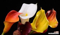 马蹄莲花语的意义及表达方式 马蹄莲花语之美丽与祝福