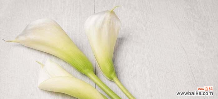 揭开白色马蹄莲的神秘面纱 白色马蹄莲的花语