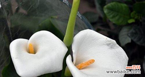 揭开白色马蹄莲的神秘面纱 白色马蹄莲的花语