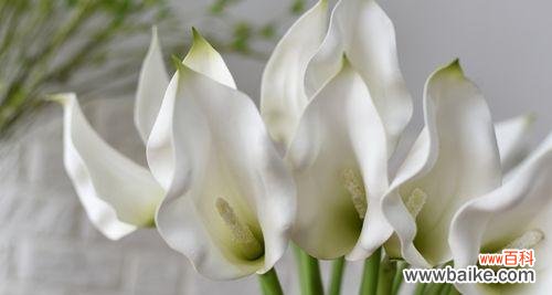 从自然中汲取的生命智慧 马蹄莲花