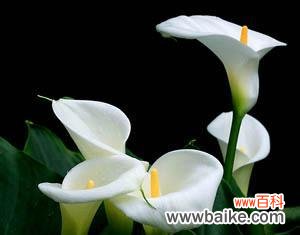 象征着希望与坚持的马蹄莲花 马蹄莲