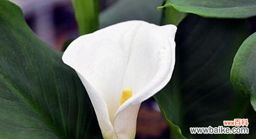 象征着希望与坚持的马蹄莲花 马蹄莲