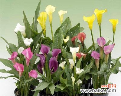 象征着希望与坚持的马蹄莲花 马蹄莲