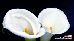 马蹄莲花语和寓意以及其在文化和艺术中的体现 马蹄莲