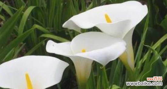 马蹄莲花语的深刻内涵和积极寓意 马蹄莲花语与美好寓意