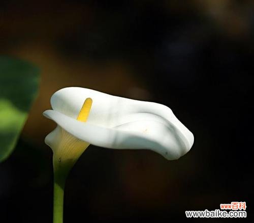 马蹄莲花语的深刻内涵和积极寓意 马蹄莲花语与美好寓意