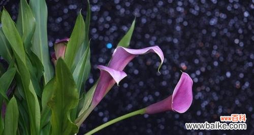 马蹄莲花语的深刻内涵和积极寓意 马蹄莲花语与美好寓意