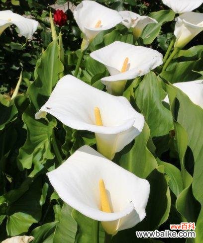 揭示马蹄莲花所传递的情感和寓意 马蹄莲花的花语及其意义