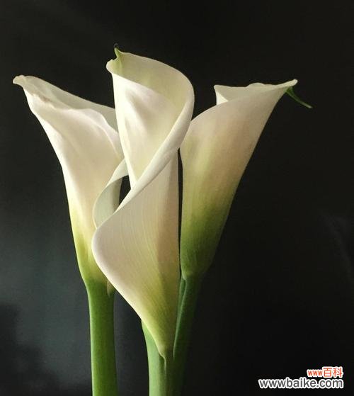 揭示马蹄莲花所传递的情感和寓意 马蹄莲花的花语及其意义