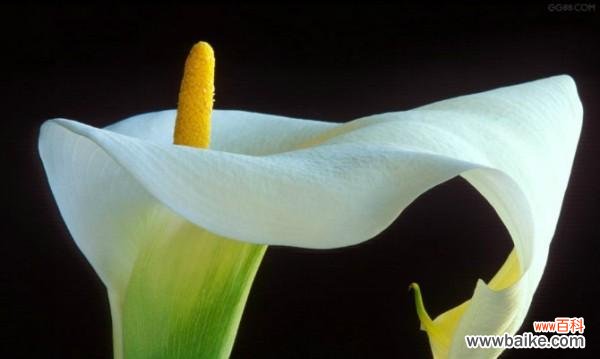 探索马蹄莲花语的深刻寓意与象征意义 马蹄莲花