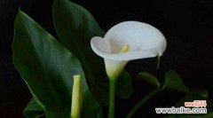 揭开马蹄莲的神秘面纱 马蹄莲的含义与象征