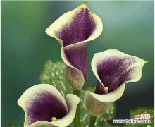 马蹄莲花的意义与传说 马蹄莲