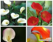 探索以马蹄莲的美丽与象征意义 以马蹄莲寓意及花语