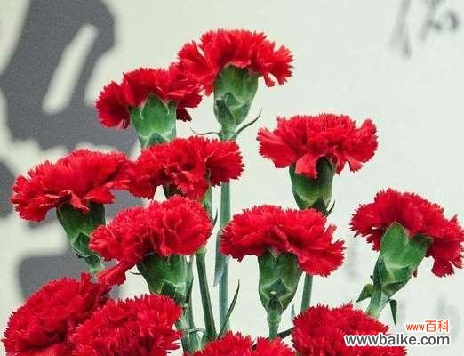 探索花朵背后的秘密 以玛格烈菊之花语