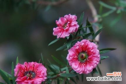 探索花朵背后的秘密 以玛格烈菊之花语