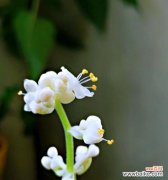 杜若之谜解析与应用技巧 杜若花语与寓意