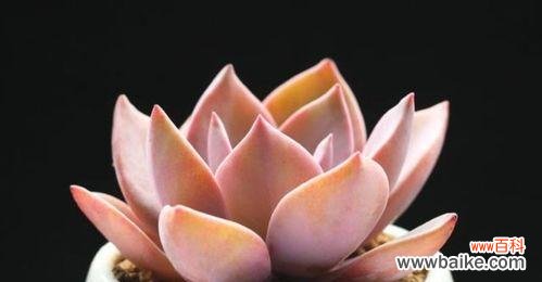 深入解读多肉植物背后的寓意与象征 多肉代表什么花语