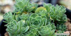 探索多肉植物背后的花语和象征意义 多肉花语与代表意义