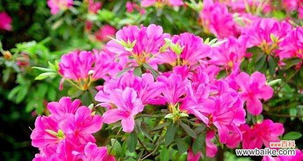 杜鹃花的花语解读与传达 杜鹃花的花语及其象征意义