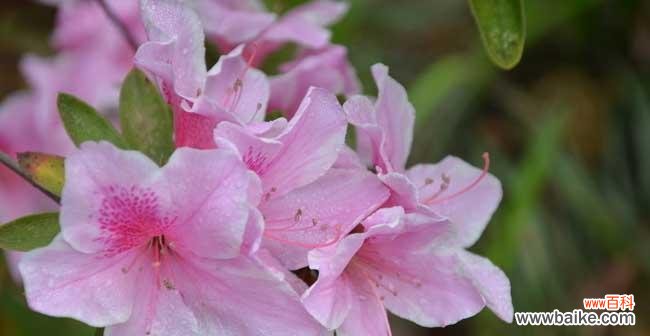 杜鹃花的花语解读与传达 杜鹃花的花语及其象征意义