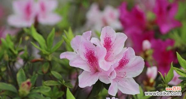 杜鹃花的花语解读与传达 杜鹃花的花语及其象征意义