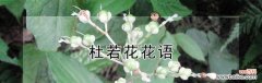 以杜鹃花为媒介 杜鹃花语与代表意义——春天的使者