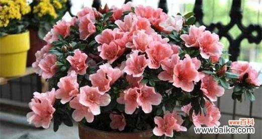 探寻杜鹃花风水 杜鹃花的风水寓意与摆放位置