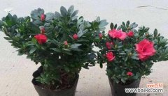 探寻杜鹃花风水 杜鹃花的风水寓意与摆放位置