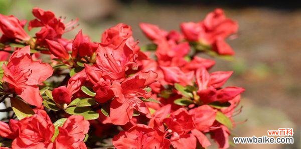 揭开杜鹃花的神秘面纱 杜鹃花的花语与象征意义