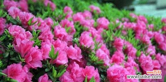 揭开杜鹃花的神秘面纱 杜鹃花的花语与象征意义