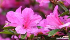 咏史流韵中的飞鸟之王 杜鹃之魅