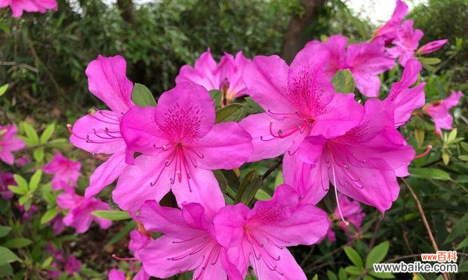 咏史流韵中的飞鸟之王 杜鹃之魅