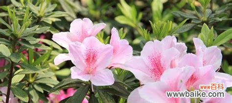 咏史流韵中的飞鸟之王 杜鹃之魅