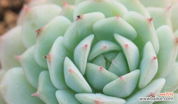 揭开多肉植物背后的秘密 多肉花的花语与寓意