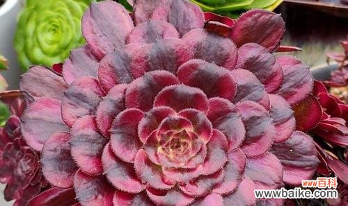 多肉植物与内心的奇妙共鸣 多肉法师花语的象征与寓意