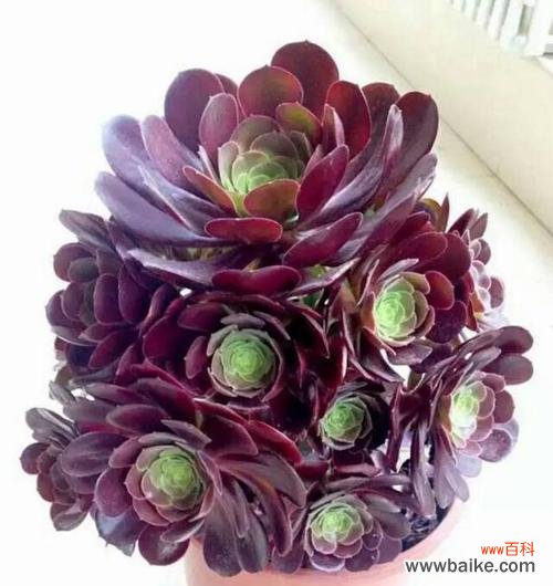 多肉植物与内心的奇妙共鸣 多肉法师花语的象征与寓意