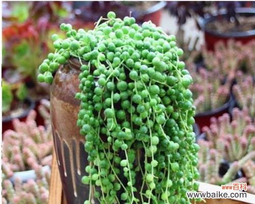 以多肉佛珠开花的美丽寓意 多肉佛珠盛开的喜悦