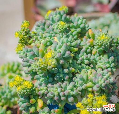 以多肉佛珠开花的美丽寓意 多肉佛珠盛开的喜悦