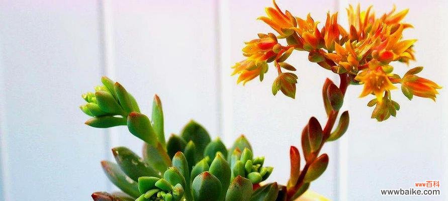 解读多肉开花的吉凶兆象与影响命运 多肉开花的风水寓意及好坏评判
