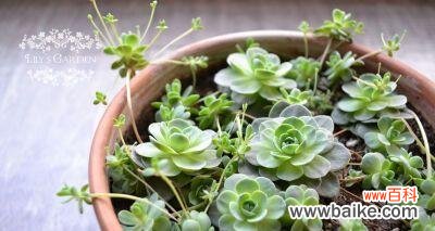 多肉花的美丽绽放与心灵愉悦 多肉开花的寓意与意义