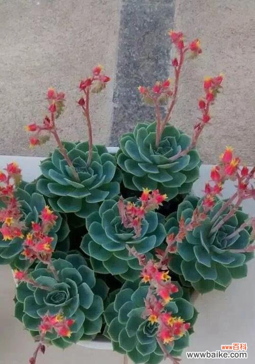 多肉花的美丽绽放与心灵愉悦 多肉开花的寓意与意义