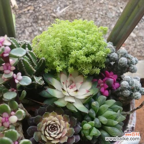 多肉花的美丽绽放与心灵愉悦 多肉开花的寓意与意义