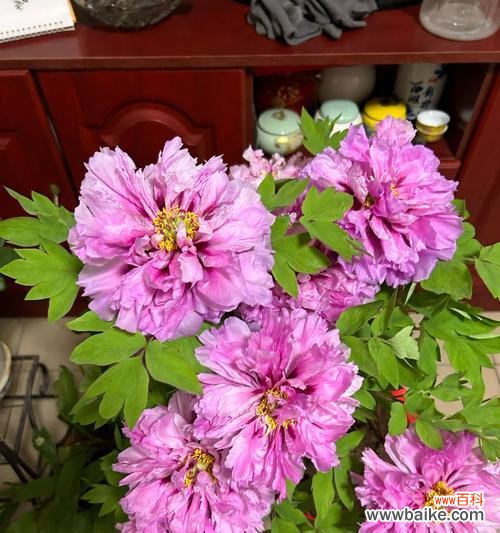 一束变色牡丹花的寓意是什么？变色牡丹花代表什么？