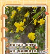 喷色花的花语是什么？