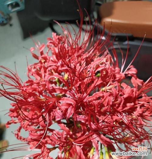 春节时哪种花代表思念？它的花语是什么？