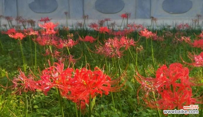 春节时哪种花代表思念？它的花语是什么？