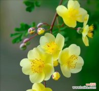 哪种花象征勤俭节约？勤俭节约的花有哪些？