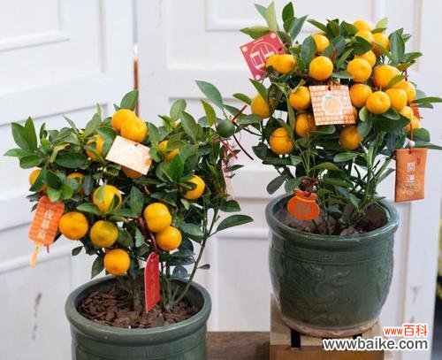 哪些花象征富贵万年?送礼时如何选择?